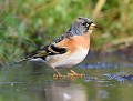 Pinson du nord mâle sur eau gelée (Fringilla montifringilla) Pinson du nord mâle 