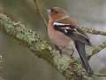 Pinson des arbres mâle au plumage hivernal (Fringilla coelebs) Pinson des arbres mâle 