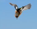 Pinson des arbres mâle (Fringilla coelebs) Pinson des arbres mâle en vol 