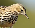 Pipit farlouse (Anthus pratensis) Pipit farlouse 