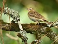 Pipit des arbres (Anthus trivialis) Pipit des arbres en bretagne 