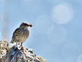 Pipit maritime (Anthus petrosus, Vendée, France) Pipit maritime 