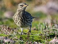 Pipit maritime (Anthus petrosus) Pipit maritime 