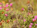 Pipit maritime (Anthus petrosus) Pipit maritime 