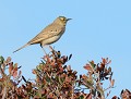 Pipit rousseline (Anthus campestris) Pipit rousseline 