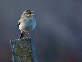 Pipit rousseline (Anthus campestris) Pipit rousseline 
