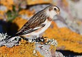 Le Bruant ou Plectrophane des neiges (Plectrophenax nivalis) Plectrophane des neiges 