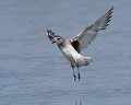 Pluvier argenté (Pluvialis squatarola) Pluvier argenté 