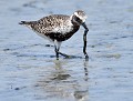 Pluvier argenté (Pluvialis squatarola, Gironde, France) Pluvier argenté 
