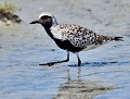 Pluvier argenté (Pluvialis squatarola) Pluvier argenté 