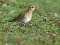 Pluvier doré (Pluvialis apricaria) Pluvier doré en bretagne, pluvier doré 