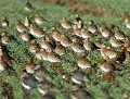 En hiver, et en période de chasse, les Pluviers dorés (Pluvialis apricaria) une fois au sol, se mêlent aux vanneaux huppés. Les Pluviers sont protégés, les Vanneaux non...Il en résulte que de nombreux pluviers se cognent sur un plomb ! groupe de Pluviers dorés 