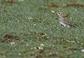 Pluvier doré (Pluvialis apricaria) Pluvier doré 