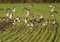 petit groupe de Pluvier doré (Pluvialis apricaria) groupe de Pluviers dorés 