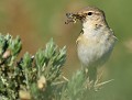 Pouillot fitis (Phylloscopus trochilus) Pouillot fitis 