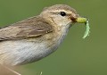 Pouillot fitis (Phylloscopus trochilus) Pouillot fitis 