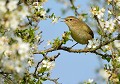Pouillot fitis (Phylloscopus trochilus) Pouillot fitis 