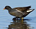 Gallinule poule-d'eau (Gallinula chloropus) Gallinule poule-d'eau 