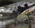 Touts jeunes Gallinules poules-d'eau (Gallinula chloropus, Côtes d'Armor, France). jeunes Gallinules poules-d'eau 