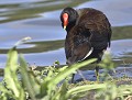 Gallinule poule-d'eau (Gallinula chloropus) Gallinule poule-d'eau 