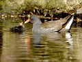 Gallinule poule-d'eau et son petit (Gallinula chloropus) Gallinule poule-d'eau et son petit 