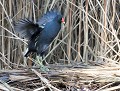 Gallinule poule-d'eau (Gallinula chloropus) Gallinule poule-d'eau (Gallinula chloropus) 
