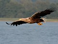 Pygargue à queue blanche (Haliaeetus albicilla) Pygargue à queue blanche en vol 