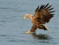 Pygargue à queue blanche (Haliaeetus albicilla) Pygargue à queue blanche 