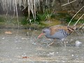 Râle d'eau (Rallus aquaticus) Râle d'eau 