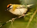 Roitelet triple-bandeau (Regulus ignicapilla) Roitelet triple-bandeau 