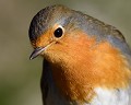 Rouge-gorge familier (Erithacus rubecula) portrait du Rouge-gorge familier 
