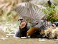 Rouge-gorge familier (Erithacus rubecula, Bretagne, France) Rouge-gorge familier 