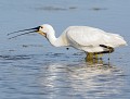 Spatule blanche (Platalea leucorodia) Spatule blanche 