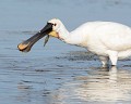 Spatule blanche (Platalea leucorodia) Spatule blanche 