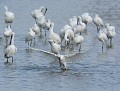 Spatules blanches (Platalea leucorodia) groupe de Spatules blanches 