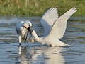 Spatule blanche et son petit (Platalea leucorodia) Spatule blanche et son petit 