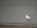 Adversité : Spatule blanche (Platalea leucorodia) adversité, Spatule blanche 