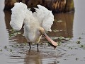 Spatule blanche (Platalea leucorodia) Spatule blanche 