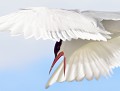 Sterne arctique (Sterna paradisaea) Sterne arctique 