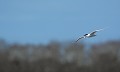 Sterne caugek (Thalasseus sandvicensis) Sterne caugek 