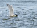 Sterne caugek (Thalasseus sandvicensis) Sterne caugek, insubmersible
 
