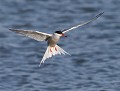 Sterne pierregarin (Sterna hirundo) Sterne pierregarin en vol 
