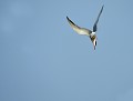 Sterne pierregarin (Sterna hirundo) Sterne pierregarin en vol 