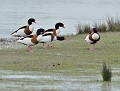 La réprimande...: Petit groupe de Tadornes de Belon (Tadorna tadorna) groupe de Tadorne de Belon 