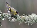 Tarin des Aulnes (Spinus spinus) Tarin des Aulnes 