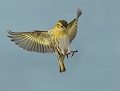 Tarin des Aulnes (Spinus spinus) Tarin des Aulnes 