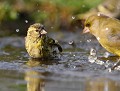 Tarin des Aulnes (Spinus spinus) Tarin des Aulnes au bain 