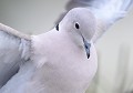 Tourterelle Turque (Streptopelia decaocto). Tourterelle Turque 