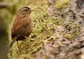 Troglodyte mignon (Troglodytes troglodytes) Troglodyte mignon 