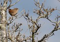 Troglodyte mignon (Troglodytes troglodytes) Troglodyte mignon 